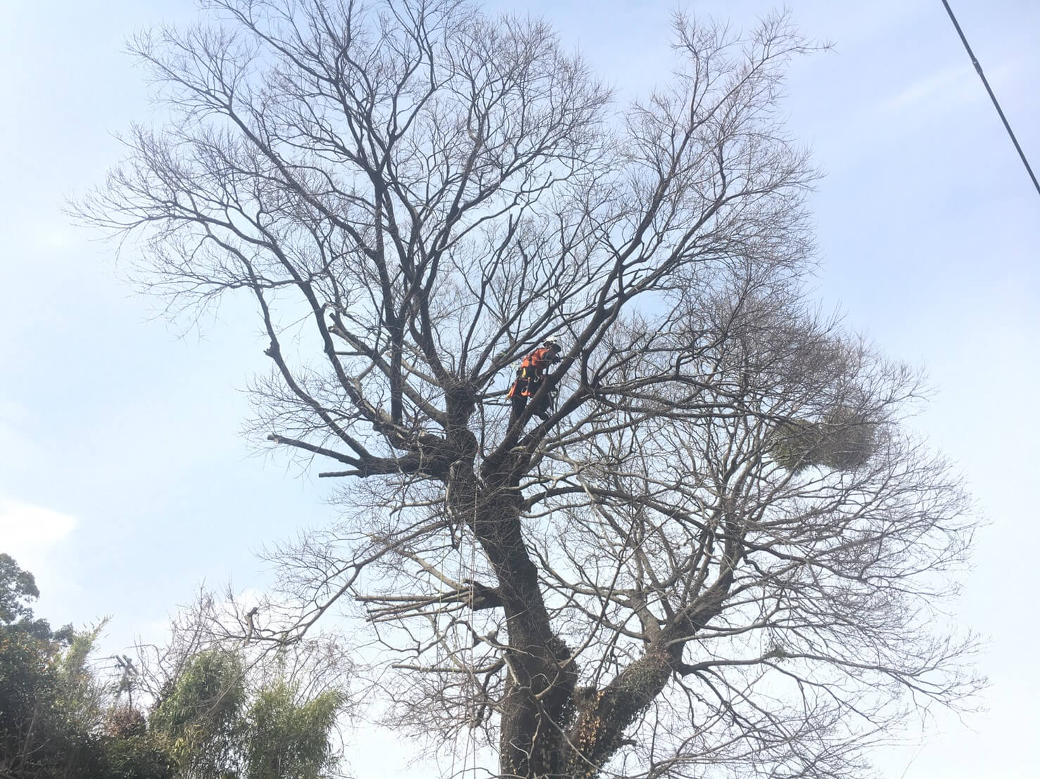 お隣の敷地へ伸びすぎた枝を剪定後、枯れ枝の除去を行いました。